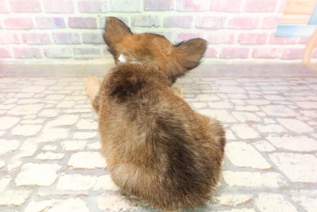 東京都のチワワ(ロング) (Coo&RIKU練馬店/2025年6月20日生まれ/男の子/レッド)の子犬の4枚目の画像