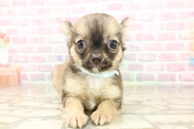 東京都のチワワ(ロング) (Coo&RIKU東久留米店/2025年6月20日生まれ/男の子/レッド)の子犬の1枚目の画像