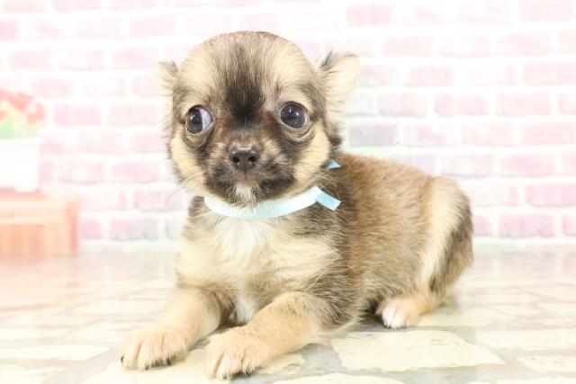 東京都のチワワ(ロング) (Coo&RIKU東久留米店/2025年6月20日生まれ/男の子/レッド)の子犬の2枚目の画像