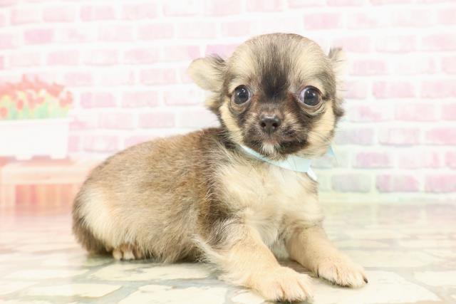 東京都のチワワ(ロング) (Coo&RIKU東久留米店/2025年6月20日生まれ/男の子/レッド)の子犬の3枚目の画像