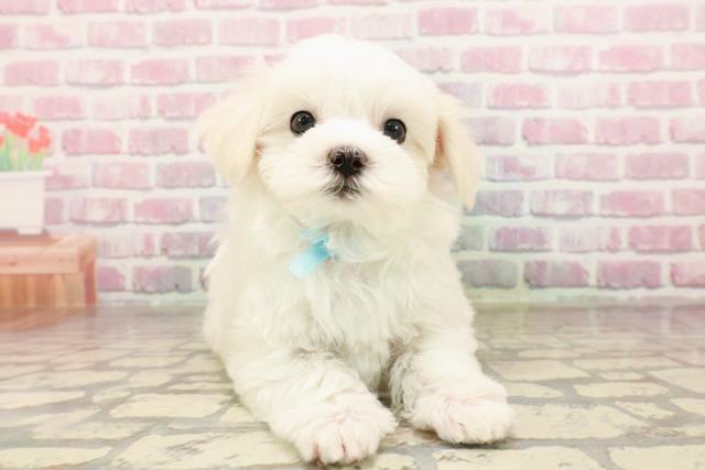 静岡県のマルチーズ (Coo&RIKU掛川店/2025年6月23日生まれ/男の子/ホワイト)の子犬