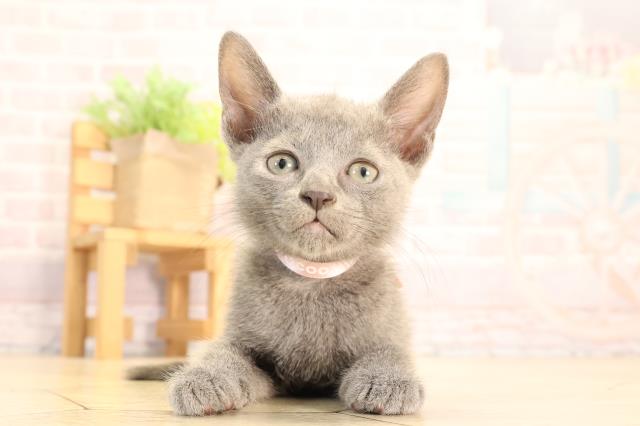 滋賀県のロシアンブルー (Coo&RIKU滋賀草津店/2025年6月21日生まれ/女の子/ブルー)の子猫の1枚目の画像