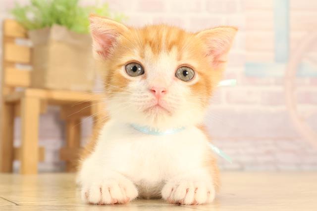 滋賀県のスコティッシュフォールド (Coo&RIKU滋賀草津店/2025年6月17日生まれ/男の子/レッドタビーホワイト)の子猫の1枚目の画像