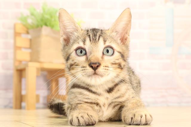 愛知県のベンガル (Coo&RIKU岡崎店/2025年6月12日生まれ/男の子/ブラウンスポットタビー)の子猫
