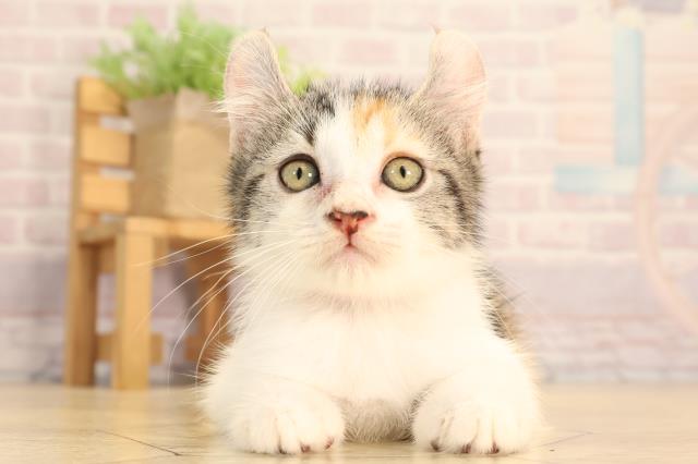岐阜県のアメリカンカール (Coo&RIKU岐南店/2025年6月15日生まれ/女の子/キャリコ)の子猫の1枚目の画像