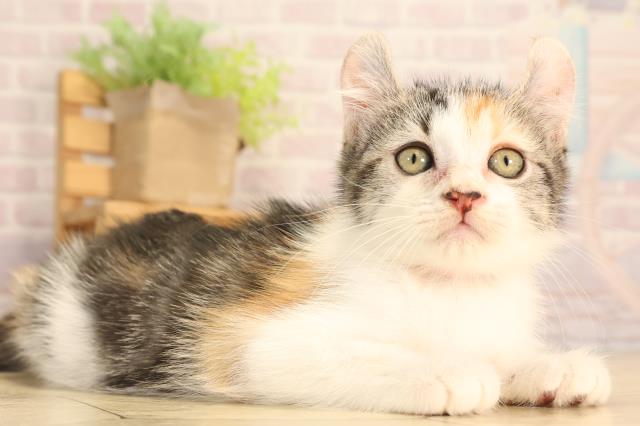 岐阜県のアメリカンカール (Coo&RIKU岐南店/2025年6月15日生まれ/女の子/キャリコ)の子猫の2枚目の画像