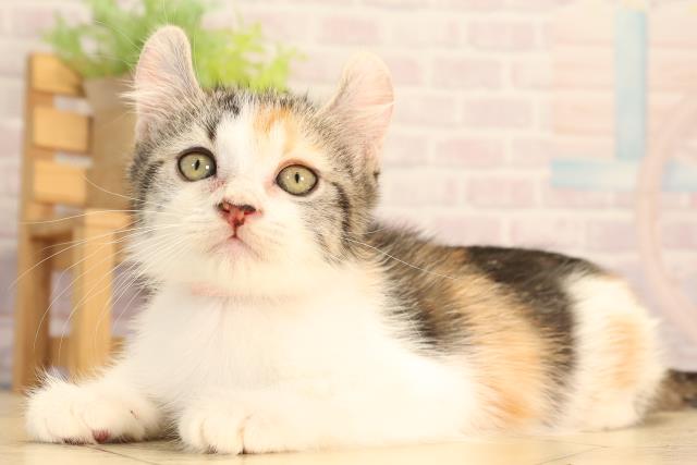 岐阜県のアメリカンカール (Coo&RIKU岐南店/2025年6月15日生まれ/女の子/キャリコ)の子猫の3枚目の画像