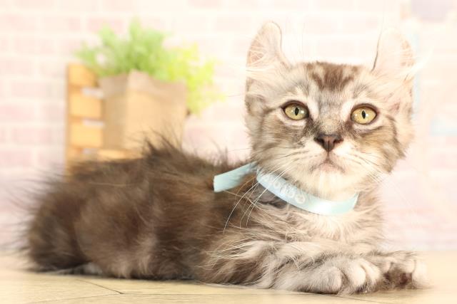 岐阜県のアメリカンカール (Coo&RIKU岐阜店/2025年6月3日生まれ/男の子/シルバータビー)の子猫の2枚目の画像