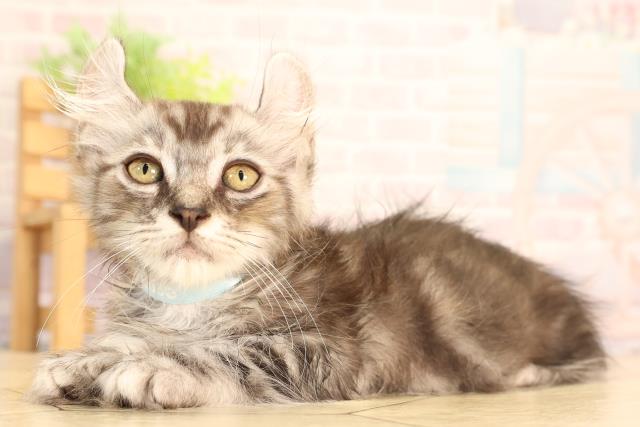 岐阜県のアメリカンカール (Coo&RIKU岐阜店/2025年6月3日生まれ/男の子/シルバータビー)の子猫の3枚目の画像