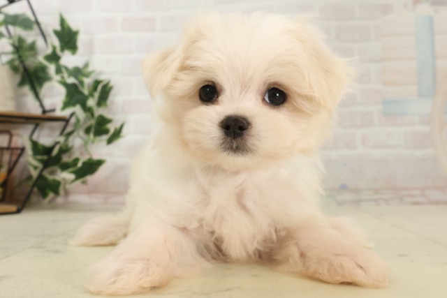 福岡県のマルチーズ (Coo&RIKUゆめタウン飯塚店/2025年6月25日生まれ/男の子/ホワイト)の子犬