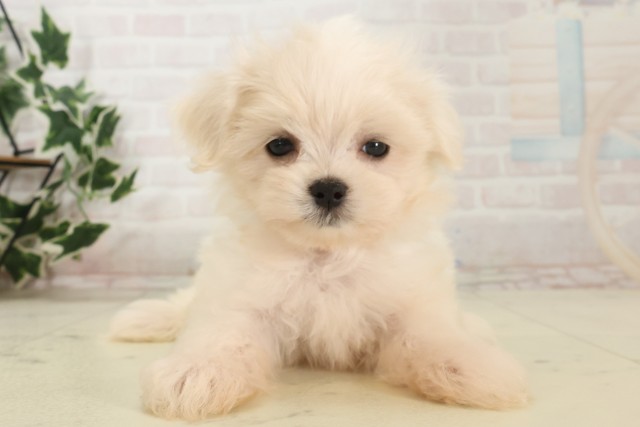 熊本県のマルチーズ (Coo&RIKU宇土シティモール店/2025年6月25日生まれ/男の子/ホワイト)の子犬