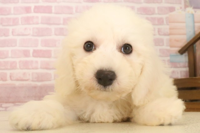 大分県のビションフリーゼ (Coo&RIKU大分店/2025年6月23日生まれ/男の子/ホワイト)の子犬