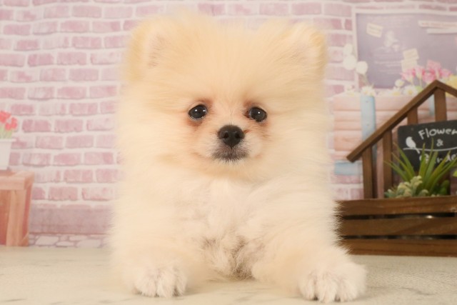 福岡県のポメラニアン (Coo&RIKU福岡西店/2025年6月24日生まれ/男の子/クリーム)の子犬の1枚目の画像