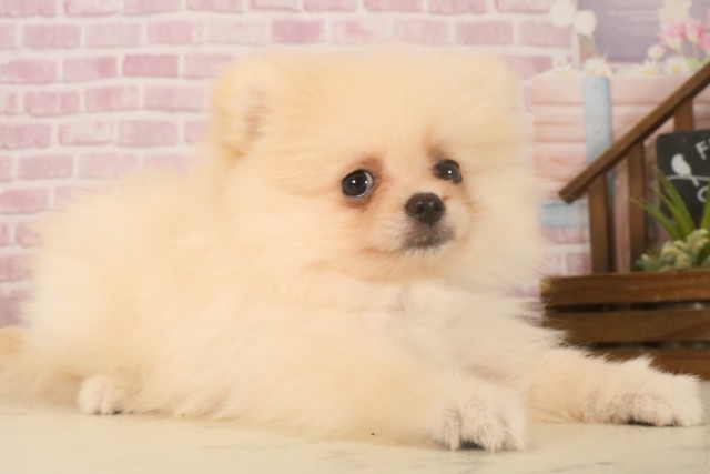 福岡県のポメラニアン (Coo&RIKU福岡西店/2025年6月24日生まれ/男の子/クリーム)の子犬の2枚目の画像