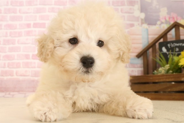 福岡県のトイプードル(トイ) (Coo&RIKU福岡西店/2025年6月24日生まれ/男の子/ホワイト)の子犬