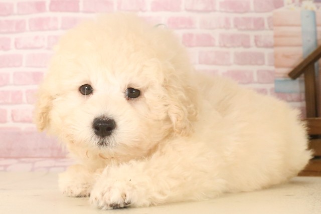 福岡県のトイプードル(トイ) (Coo&RIKU福岡西店/2025年6月24日生まれ/男の子/ホワイト)の子犬の3枚目の画像
