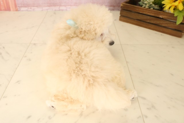 福岡県のトイプードル(トイ) (Coo&RIKU福岡西店/2025年6月24日生まれ/男の子/ホワイト)の子犬の4枚目の画像