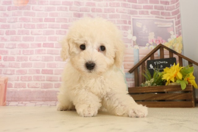大分県のトイプードル(トイ) (Coo&RIKU大分店/2025年6月24日生まれ/男の子/ホワイト)の子犬