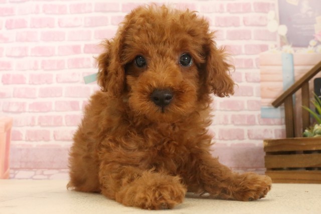 鹿児島県のトイプードル(トイ) (Coo&RIKU鹿児島店/2025年6月24日生まれ/男の子/レッド)の子犬