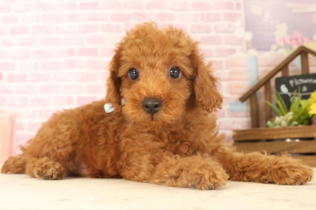 鹿児島県のトイプードル(トイ) (Coo&RIKU鹿児島店/2025年6月24日生まれ/男の子/レッド)の子犬の2枚目の画像