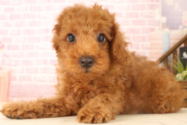 鹿児島県のトイプードル(トイ) (Coo&RIKU鹿児島店/2025年6月24日生まれ/男の子/レッド)の子犬の3枚目の画像