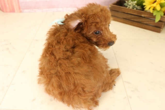 鹿児島県のトイプードル(トイ) (Coo&RIKU鹿児島店/2025年6月24日生まれ/男の子/レッド)の子犬の4枚目の画像