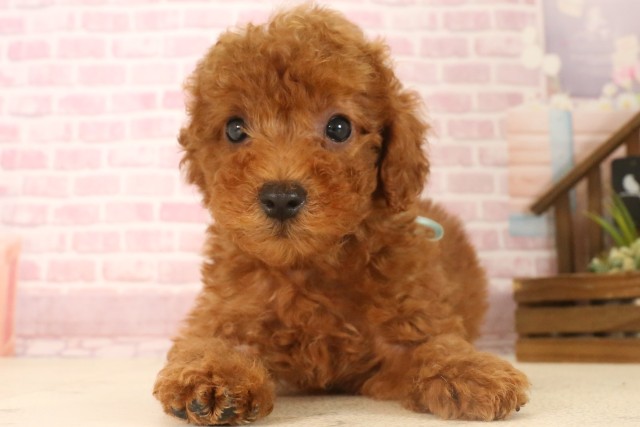 熊本県のトイプードル(トイ) (Coo&RIKU熊本店/2025年6月24日生まれ/男の子/レッド)の子犬