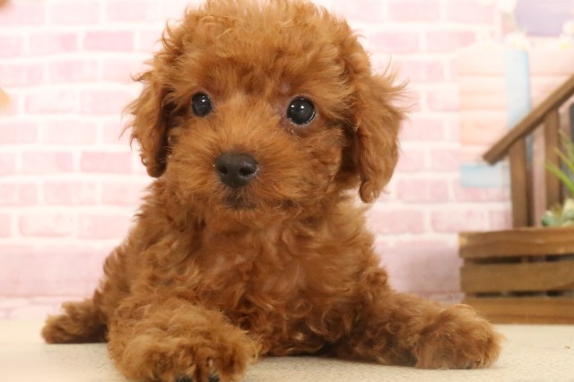 熊本県のトイプードル(トイ) (Coo&RIKU熊本店/2025年6月24日生まれ/女の子/レッド)の子犬