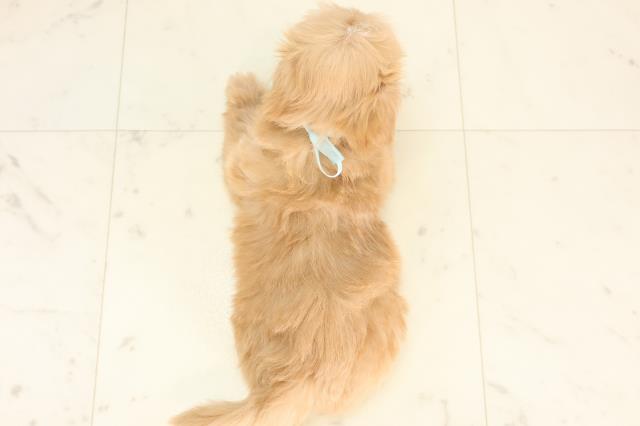 熊本県のマルプー(マルチーズ×プードル) (Coo&RIKU宇土シティモール店/2025年6月20日生まれ/男の子/アプリコット)の子犬の4枚目の画像