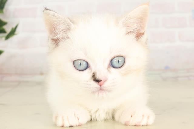 福岡県のマンチカン (Coo&RIKU福岡西店/2025年6月20日生まれ/女の子/トーティーポイント)の子猫