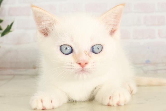 熊本県のマンチカン (Coo&RIKU熊本店/2025年6月20日生まれ/男の子/レッドポイント)の子猫