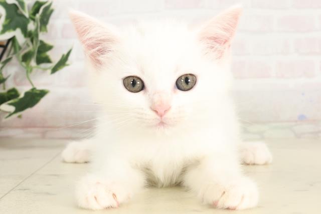 鹿児島県のミヌエット (Coo&RIKU鹿児島店/2025年6月23日生まれ/女の子/ホワイト)の子猫