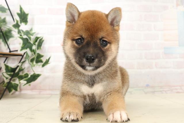 福岡県の豆柴 (Coo&RIKUゆめタウン飯塚店/2025年6月24日生まれ/女の子/赤)の子犬
