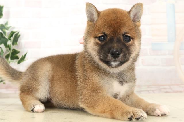 福岡県の豆柴 (Coo&RIKUゆめタウン飯塚店/2025年6月24日生まれ/女の子/赤)の子犬の2枚目の画像