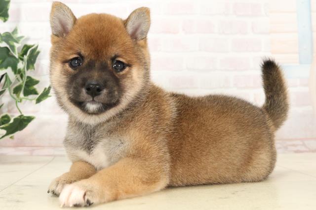 福岡県の豆柴 (Coo&RIKUゆめタウン飯塚店/2025年6月24日生まれ/女の子/赤)の子犬の3枚目の画像