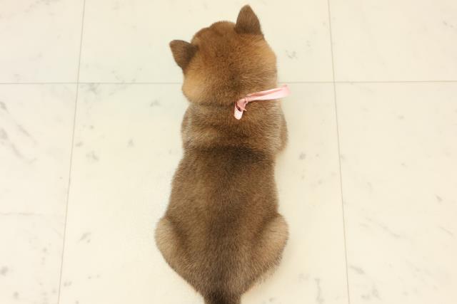 福岡県の豆柴 (Coo&RIKUゆめタウン飯塚店/2025年6月24日生まれ/女の子/赤)の子犬の4枚目の画像