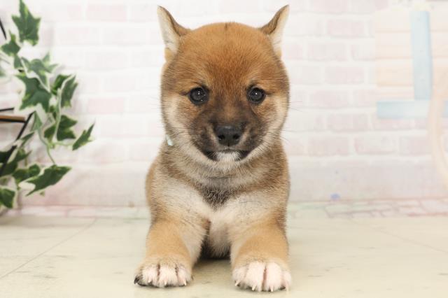 大分県の豆柴 (Coo&RIKU大分店/2025年6月24日生まれ/男の子/赤)の子犬