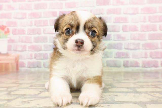 東京都のチワワ(ロング) (Coo&RIKU高円寺店/2025年6月23日生まれ/女の子/フォーンホワイト)の子犬の1枚目の画像