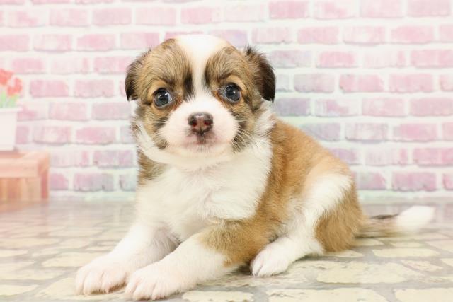 東京都のチワワ(ロング) (Coo&RIKU高円寺店/2025年6月23日生まれ/女の子/フォーンホワイト)の子犬の2枚目の画像