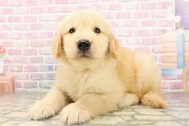 静岡県のゴールデンレトリバー (Coo&RIKU沼津店/2025年6月25日生まれ/男の子/ゴールデン)の子犬の2枚目の画像