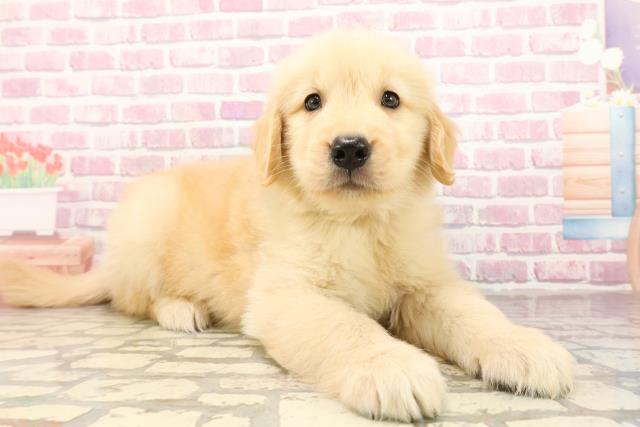 静岡県のゴールデンレトリバー (Coo&RIKU沼津店/2025年6月25日生まれ/男の子/ゴールデン)の子犬の3枚目の画像