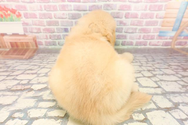 静岡県のゴールデンレトリバー (Coo&RIKU沼津店/2025年6月25日生まれ/男の子/ゴールデン)の子犬の4枚目の画像