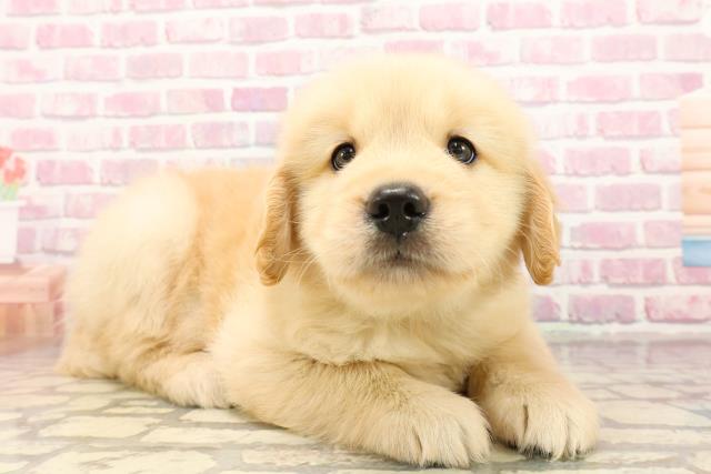 宮城県のゴールデンレトリバー (Coo&RIKU仙台太白店/2025年6月25日生まれ/男の子/ゴールデン)の子犬の3枚目の画像