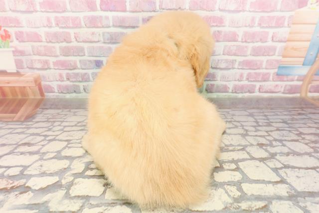宮城県のゴールデンレトリバー (Coo&RIKU仙台太白店/2025年6月25日生まれ/男の子/ゴールデン)の子犬の4枚目の画像