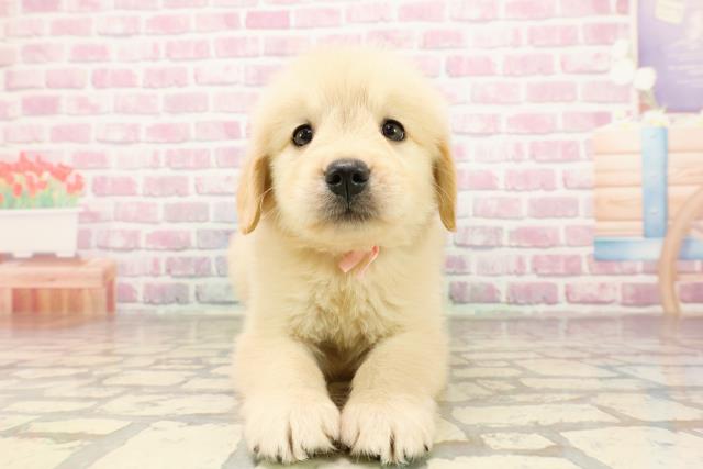 東京都のゴールデンレトリバー (Coo&RIKU東久留米店/2025年6月25日生まれ/女の子/ゴールデン)の子犬の1枚目の画像
