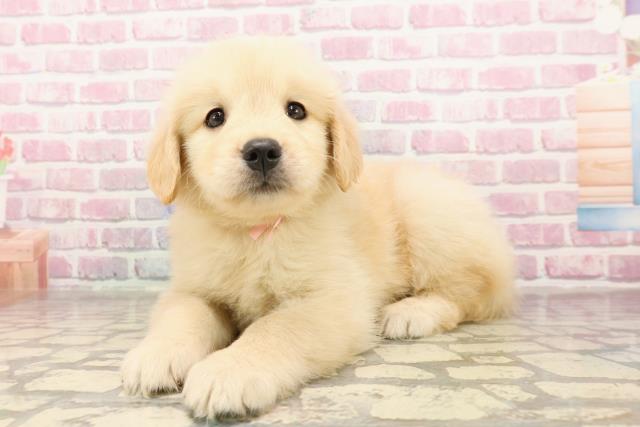 東京都のゴールデンレトリバー (Coo&RIKU東久留米店/2025年6月25日生まれ/女の子/ゴールデン)の子犬の2枚目の画像