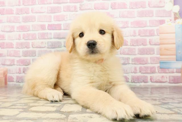 東京都のゴールデンレトリバー (Coo&RIKU東久留米店/2025年6月25日生まれ/女の子/ゴールデン)の子犬の3枚目の画像