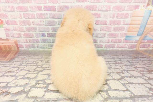 東京都のゴールデンレトリバー (Coo&RIKU東久留米店/2025年6月25日生まれ/女の子/ゴールデン)の子犬の4枚目の画像