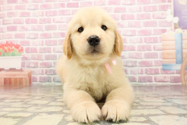 埼玉県のゴールデンレトリバー (Coo&RIKU所沢店/2025年6月25日生まれ/女の子/ゴールデン)の子犬の1枚目の画像