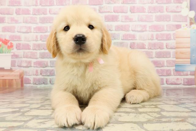 埼玉県のゴールデンレトリバー (Coo&RIKU所沢店/2025年6月25日生まれ/女の子/ゴールデン)の子犬の2枚目の画像